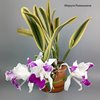 Cattleya Sedlescombe 'Variegated'..